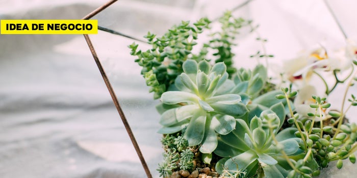 ¡Idea de negocio! Terrarios y jardines miniatura en botellas