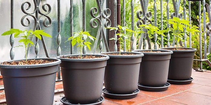 Is It Better To Grow Your Pot Inside Or Outside? We Have The Answer