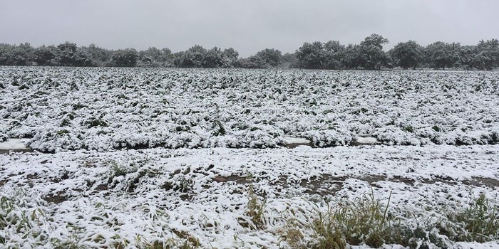 Early Freeze In Colorado Could Cost Weed & Hemp Farmers Millions