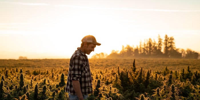 From Seed to Shelf: An Inside Look at How Charlotte's Web Grows Top-Quality Hemp