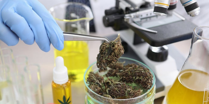 Houston's Forensic Science Center Develops Test To Differentiate Marijuana From Hemp