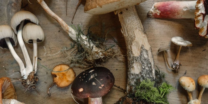 Psychedelic Companies Looking To Identify 'Functional Mushrooms'