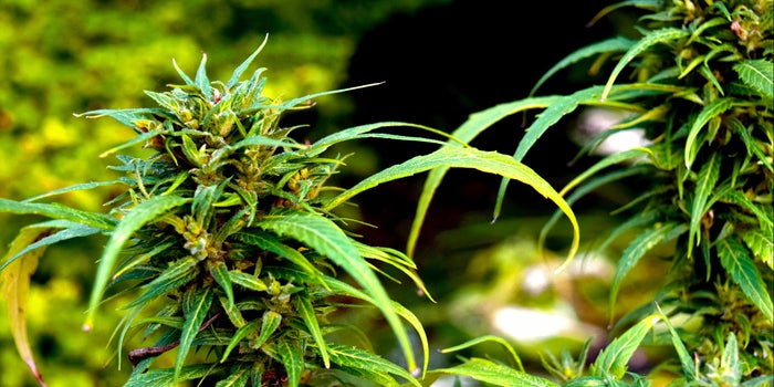 Quality Will Be The Key Differentiator For Cannabis Exports
