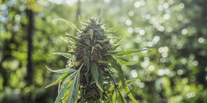 Ways To Keep Your Hemp Flowers Fresh During Harvest Season