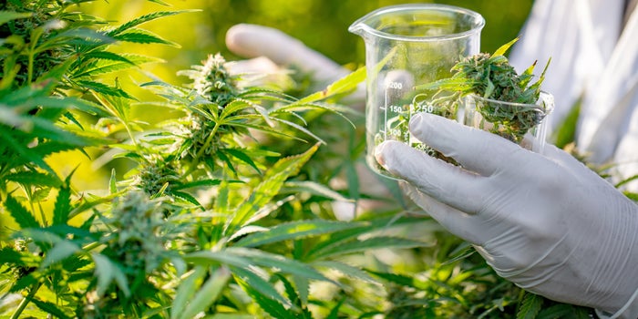 Most Of The $1.5 Billion Spent on Cannabis Research Went To Studies Telling People How Bad It Is For Them