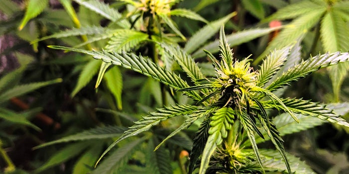 Researchers Reveal How Curing Cannabis Impacts Overall Terpene Levels