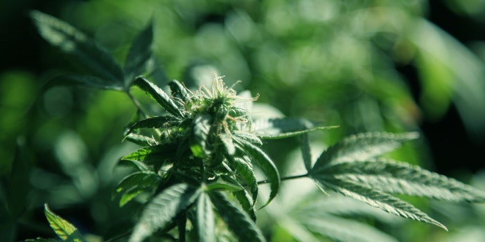 The First Marijuana Microbusiness Is Gonna Launch in Michigan