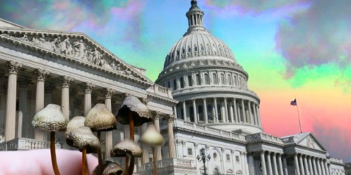 A Surprisingly Large Amount Of DC Voters Support Plant Medicine Decriminalization