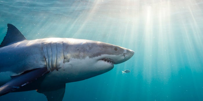 Si le temes a los tiburones, no mires esto