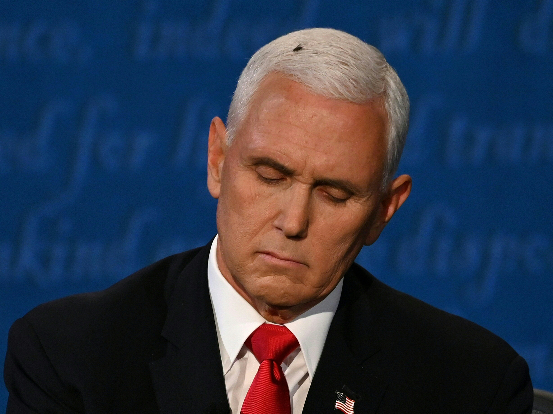 Flies Birds And Baby Bears How Barack Obama Donald Trump And Jimmy Fallon Have Handled Animals On Tv