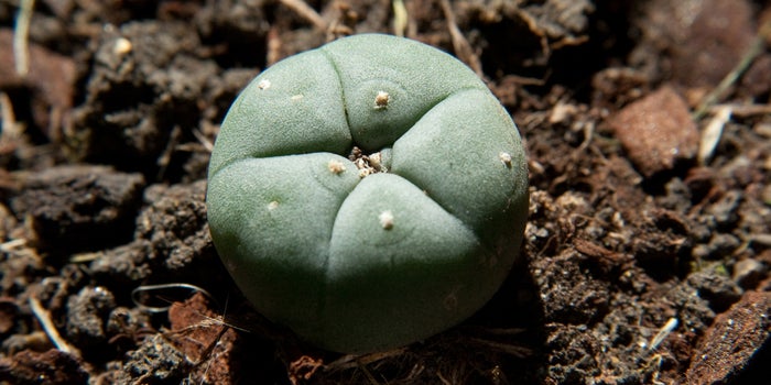 What Groups Are Doing to Protect Against Peyote Poaching