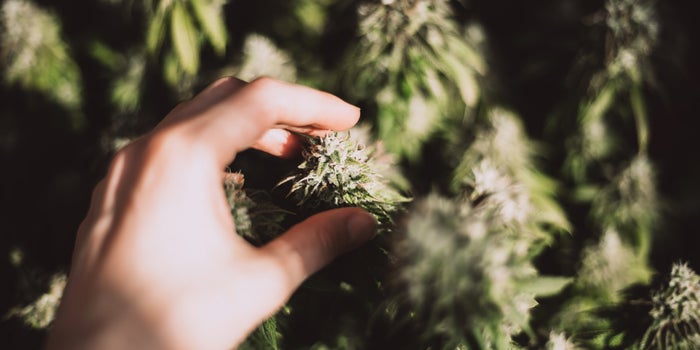 How Some Cannabis Brands Plan On Breaking Up Vertical Integration