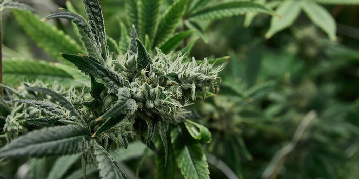Mexico's Senate To Vote On Legalizing Marijuana By The End Of October