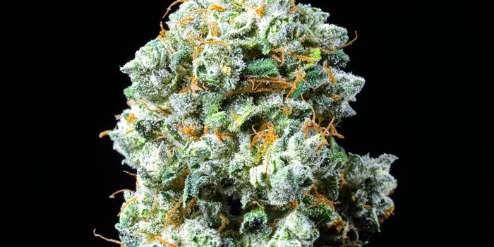 How Terpenes Make CBD Better