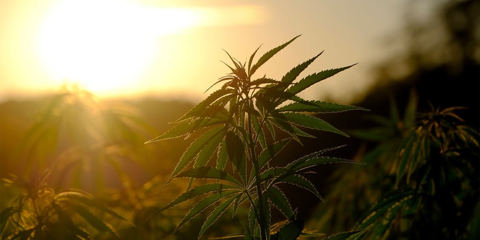 California's New Cannabis Terroir Laws Are A Major Win For Legacy Growers