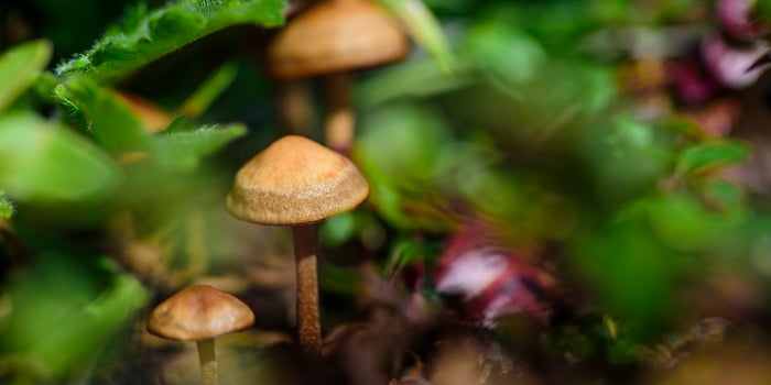 DC and Oregon Pass Landmark Psychedelic Initiatives