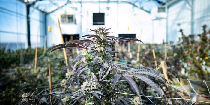 5 Ways Growers Can Boost Profits