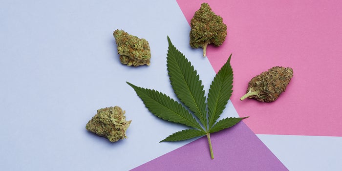 The Full History Of Haze Strains