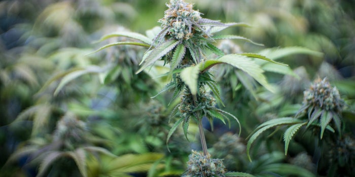 Everything You Need to Know About the Five New Cannabis Markets