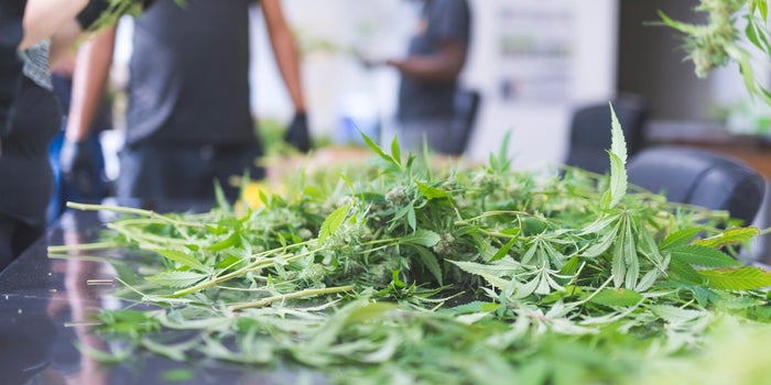 What To Do With All Your Stalks, Stems, And Leaves