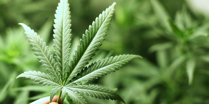 Último minuto: El Senado aprueba en lo general el uso lúdico de la marihuana en México