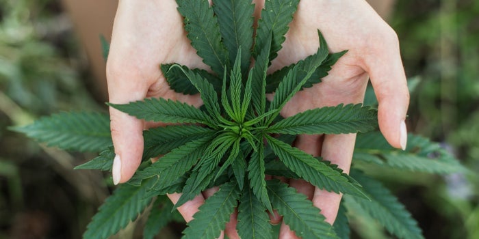 Esto fue lo que realmente se aprobó para la regularización de la marihuana