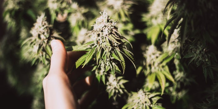 Is There A Path For The Weed Industry To Go Organic? Yes. Here's How It Can Happen
