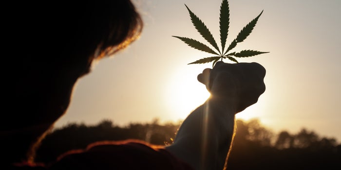 Hasta febrero sabremos si se aprueba o no la marihuana en México, confirmó AMLO