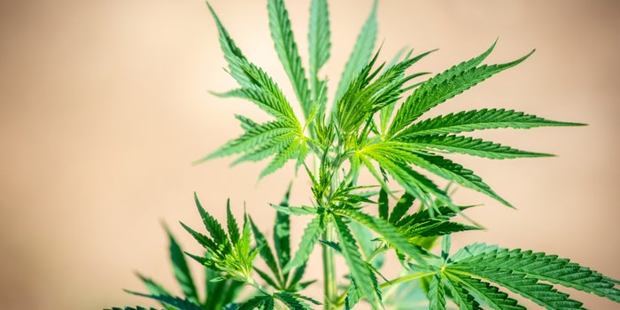 The Benefits of Using Hemp in the Construction and Textile Industries