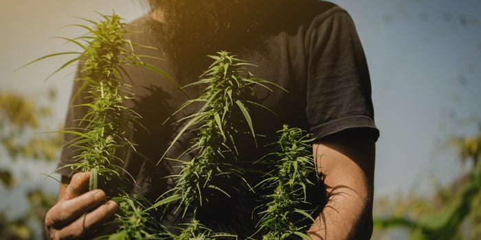 Education and Cannabis: The Great Unifiers