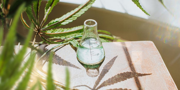 2020: A Record Year for Cannabis Studies