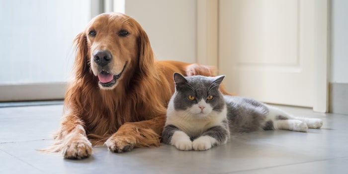 What CBD Oil Can Do for Pets
