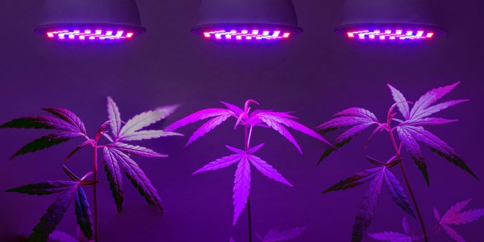 These Key Strategies Helped Marijuana Companies Thrive in 2020