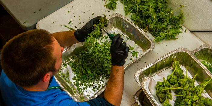 The Cannabis Job Outlook in 2021 Is 'strong' Despite Suffering Layoffs Throughout 2020