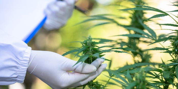Lack of Standards, Dubious Business Practices Threaten to Upend Cannabis Testing Industry