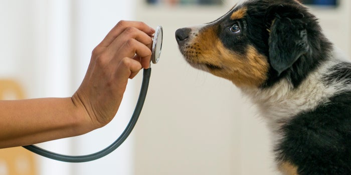 A Female Cannabis Veterinarian Answers the One Question Other Vets Won't