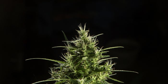 1-gram Cannabis Flower Sales Fell in 2020 amid Pandemic, but Don't Write off the Small Packet