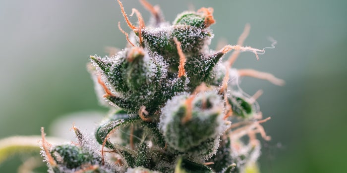 Why Does Everyone Keep Talking About Terpenes?