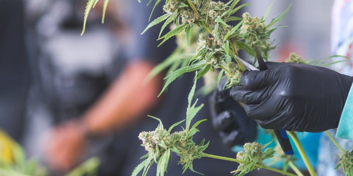 Future-proofing Your Cultivation Business