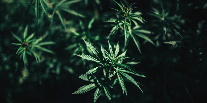 An Elusive Pathogen Is Damaging Cannabis Crops. Here's How to Fight It.