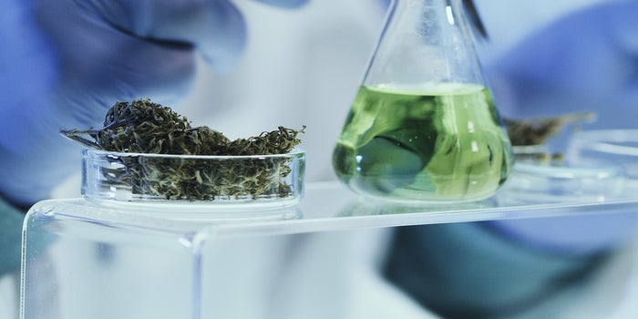 Cannabis Has a Bioavailability Problem, But Here Are Some Innovative Solutions