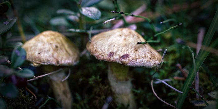 Berner Talks About His New Product That Combines Cannabinoids and Mushrooms