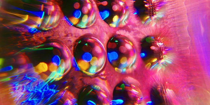 What's in the Future for Cannabis and Psychedelics? Industry Leaders Weigh In.