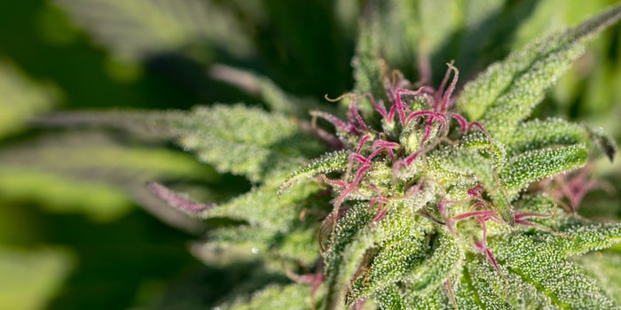 Why Do People Called Weed the 'Devil's Lettuce'?
