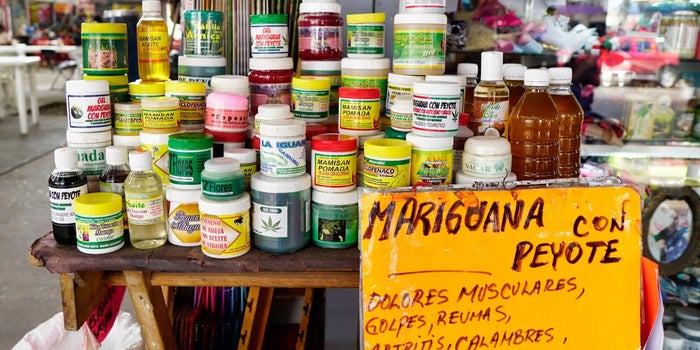 Marijuana: From the wild plant to its possible legislation in Mexico in 2021