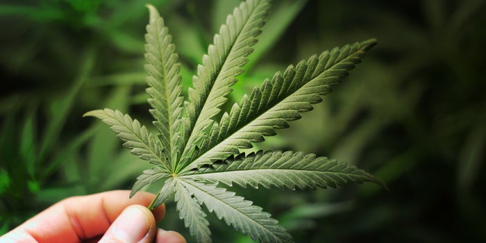 Cannabis Company Stocks Hit Records Driven By Reddit and Biden