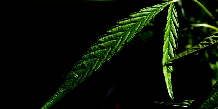 Black Leaders Step up to Battle Inequity in the Cannabis Industry