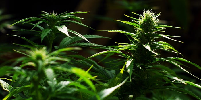 Who Is Subcool? The Legendary Cannabis Breeder, Explained