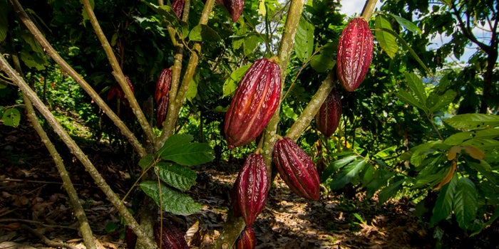Va Vavoom! Meet Cacao, the Love Drug
