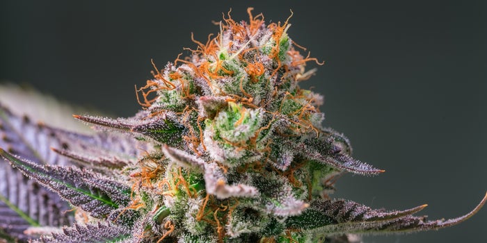 Retail Prices for Marijuana Rise in Response to Record Demand
